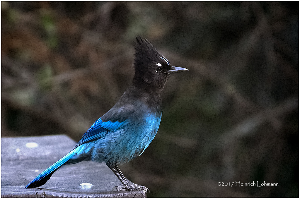 K411923-Stellers Jay.jpg