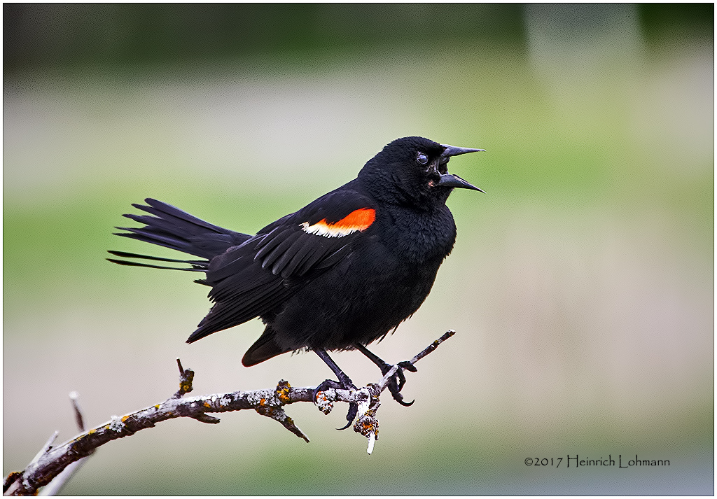 K412054-Red-winged Blackbird-male.jpg