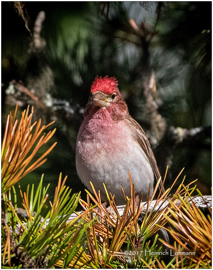 K412492-Cassins Finch.jpg