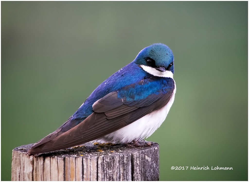 K413096-Tree Swallow.jpg