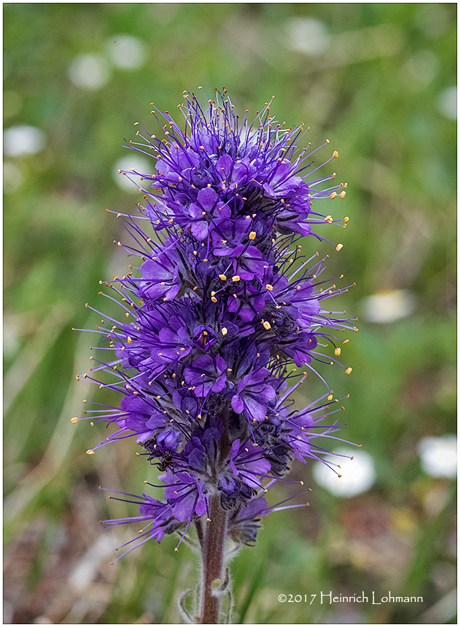 KS24112-Scorpion Weed.jpg