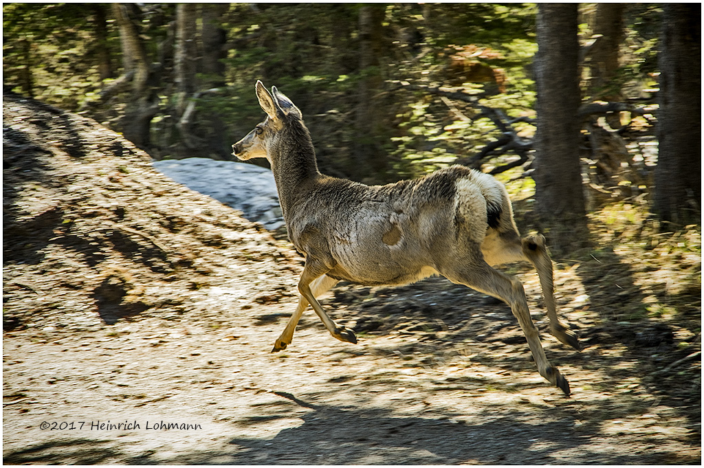 K315392-White-tailed Deer.jpg