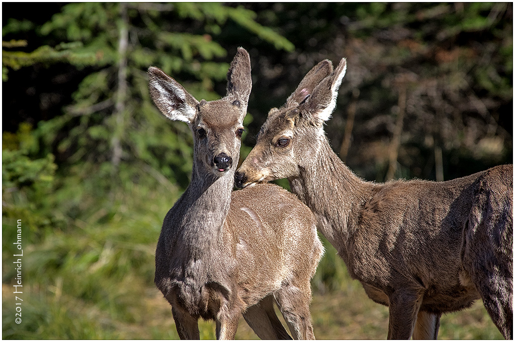 K411716-White-tailed Deer.jpg