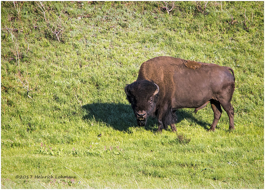 K315263-Bison.jpg