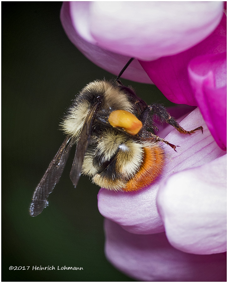 KS25040-Red-tailed Bumble Bee.jpg