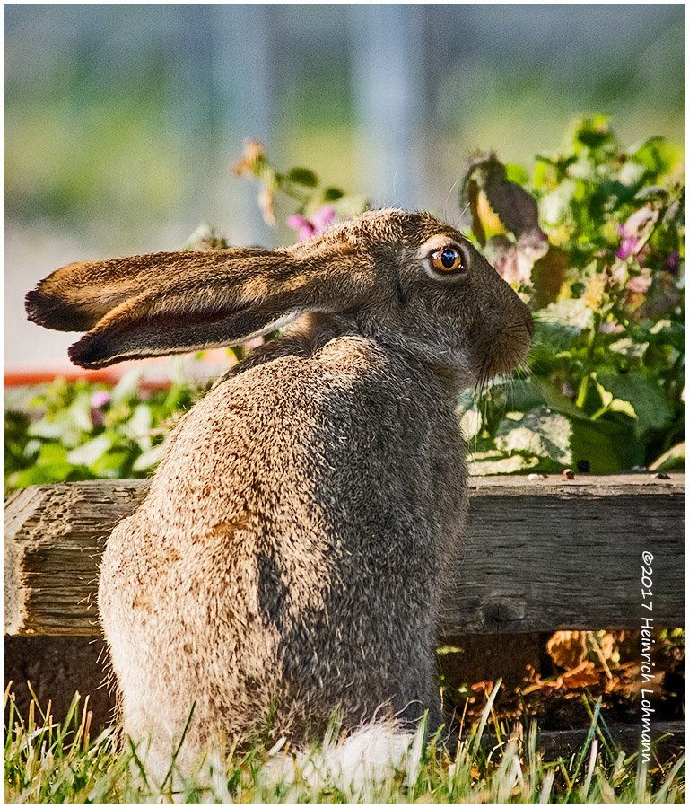 K410049-Rabbit.jpg