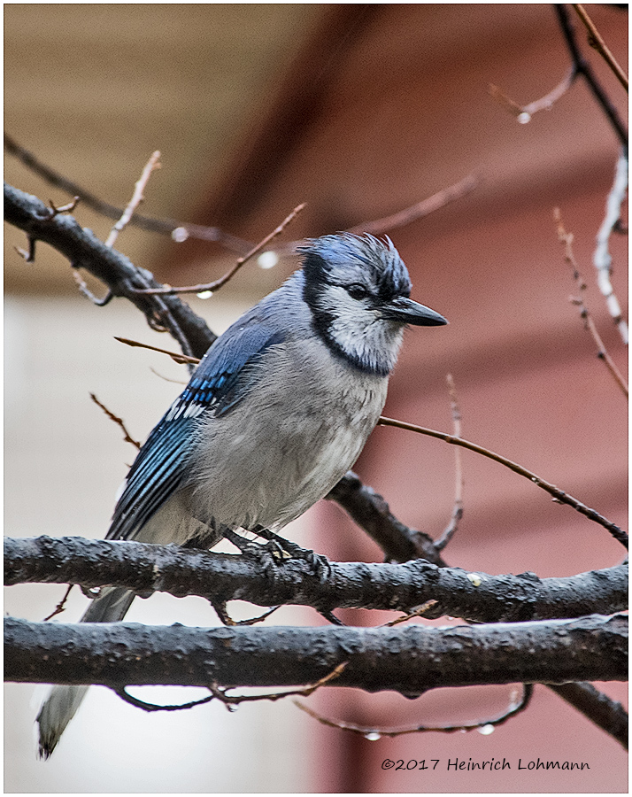 K3E6324-Blue Jay-a.jpg