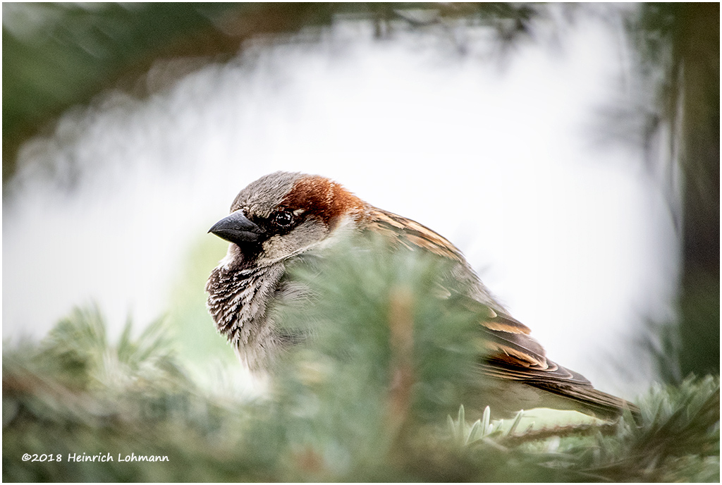 KP10717-House Sparrow-male.jpg