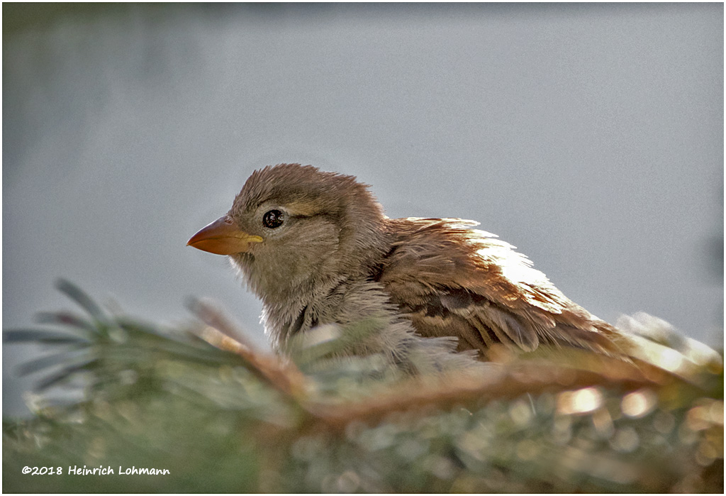 KP12818 House Sparrow female juvenile.jpg
