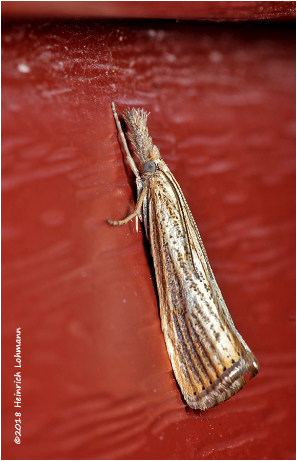 K321433Moth.jpg