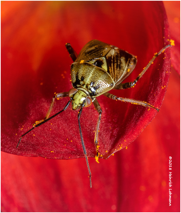 K321896Plant_Bug.jpg