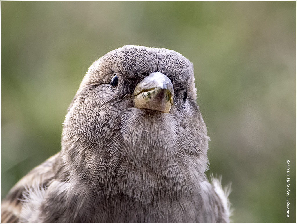 KP15229a House Sparrow female.jpg