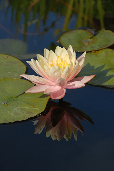 Water Lily