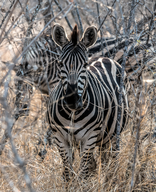 Zebra munching