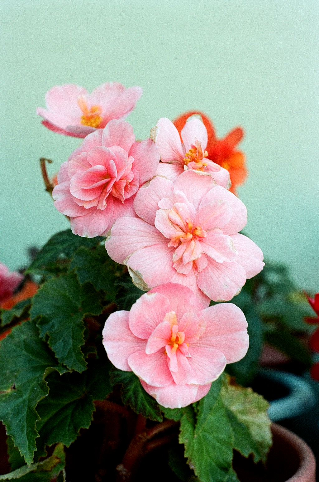 flower_bokeh.jpg