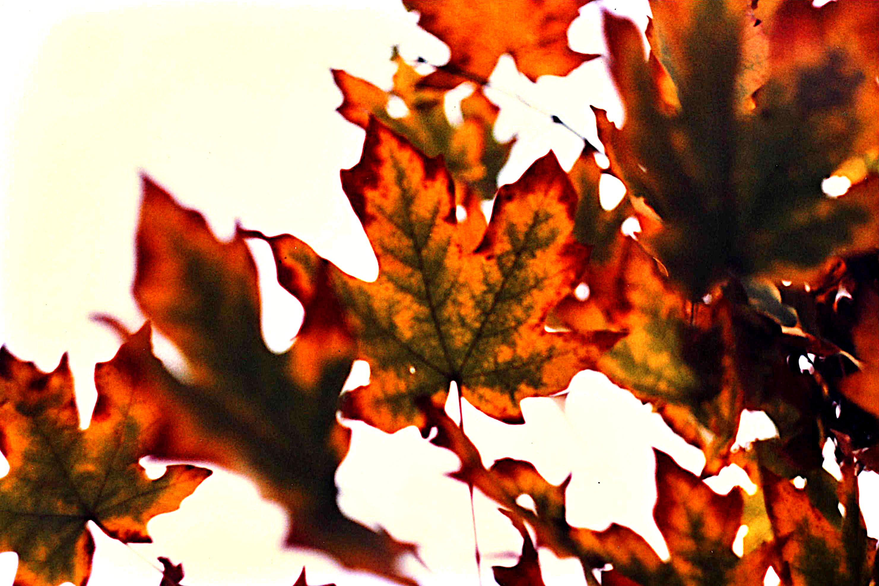 leaves in  Tigard 1980