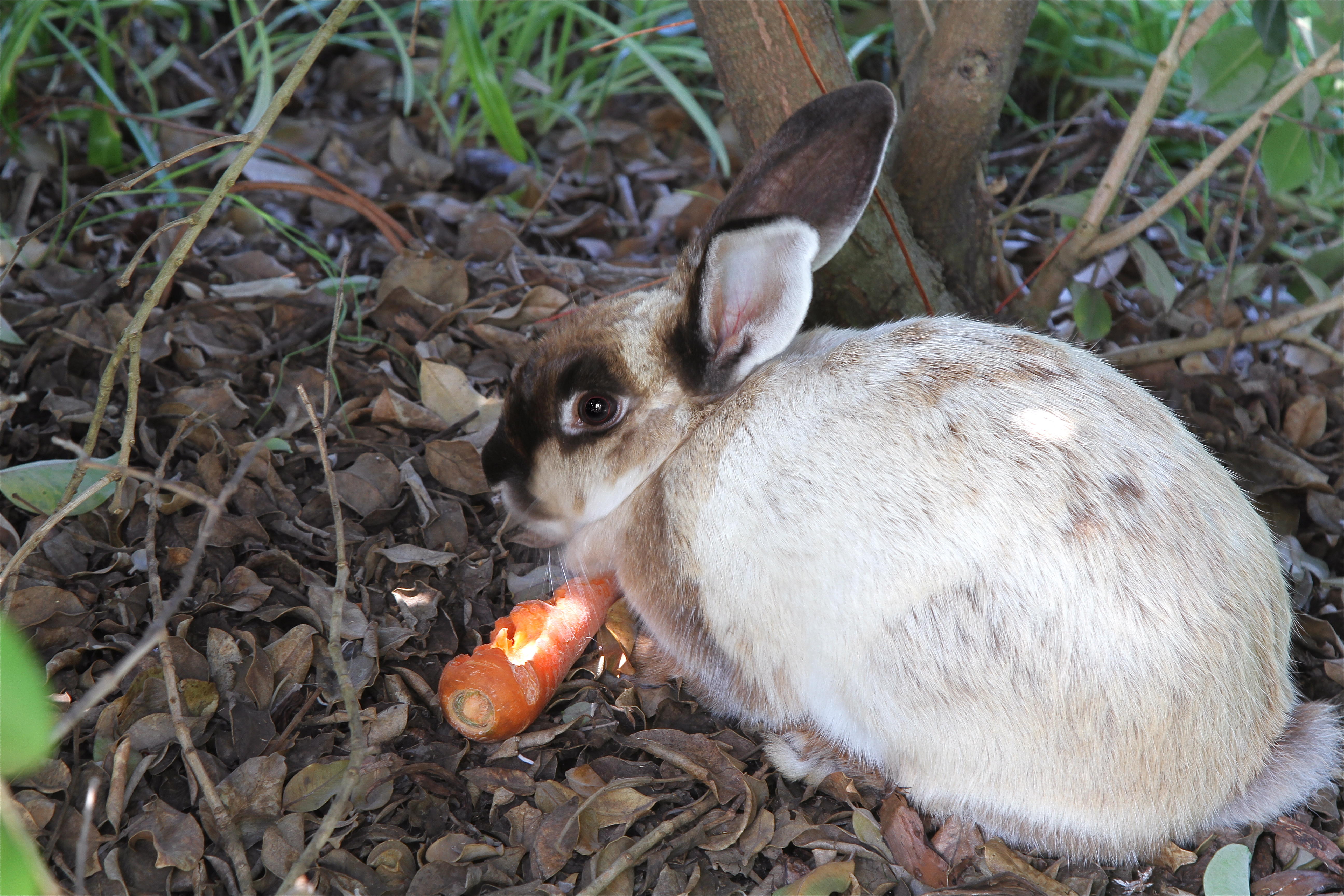 Bunny in the Garden