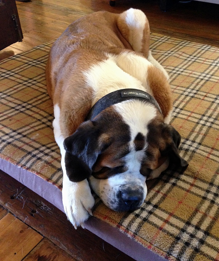 St Bernard