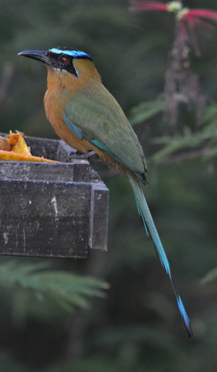 DSC_0216b.JPG
