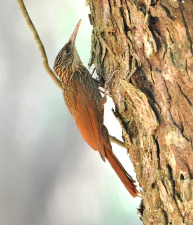 DSC_0454b.JPG