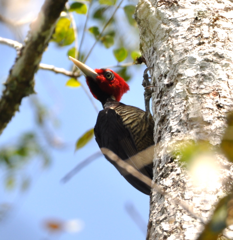 DSC_0605b.JPG