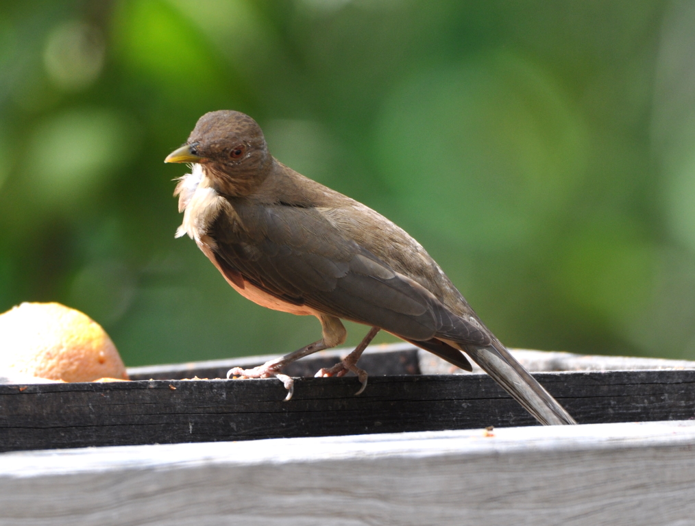 DSC_0776b.JPG