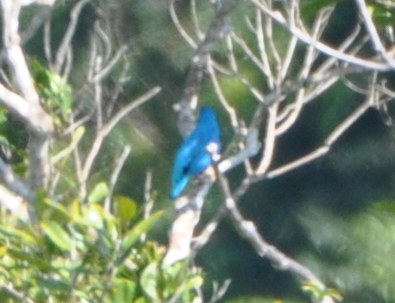 Lovely Cotinga at Slate Creek overlook.
Best of distant photos