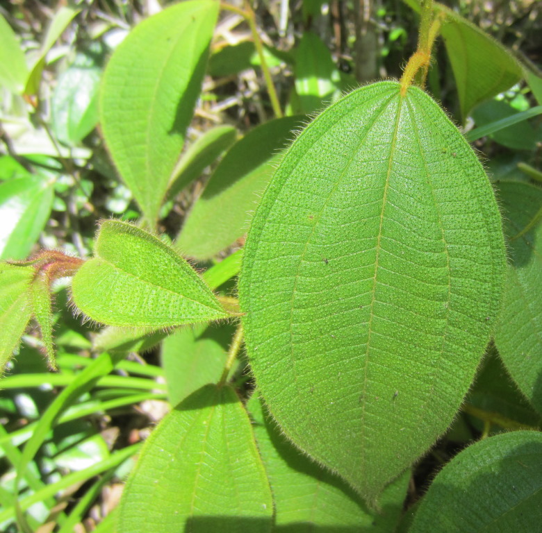IMG_6583b.JPG