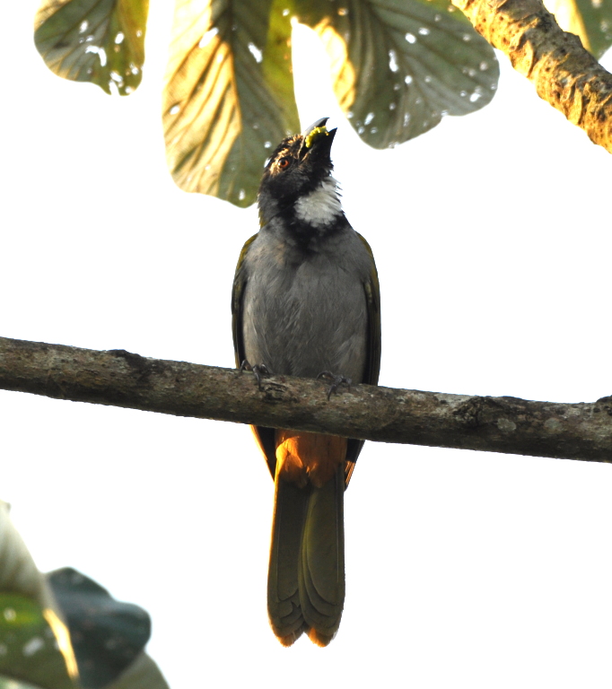 DSC_0031b.JPG