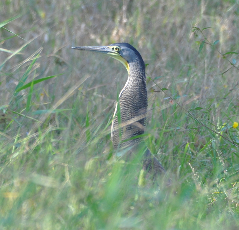 DSC_0499b.JPG