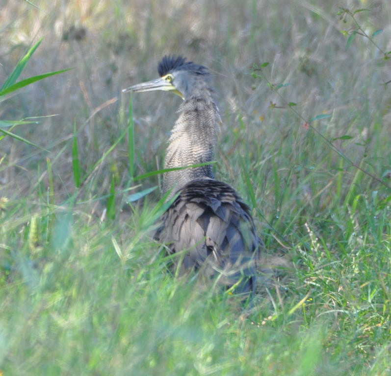 DSC_0501b.JPG