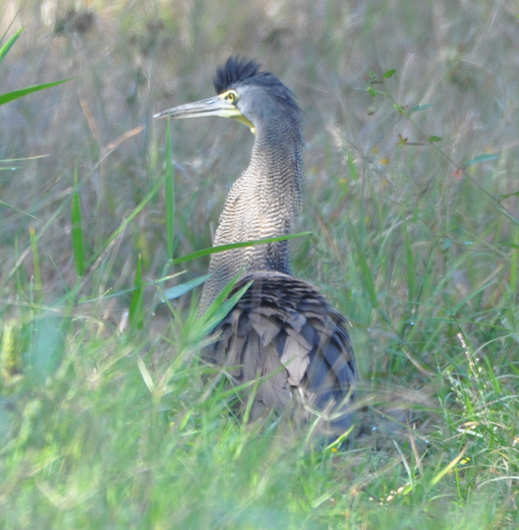 DSC_0503b.JPG
