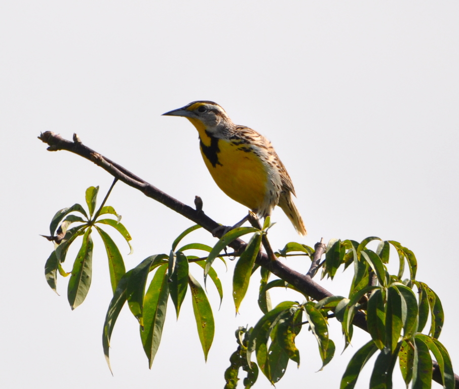 DSC_0529b.JPG
