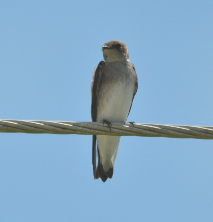 DSC_0766b.JPG