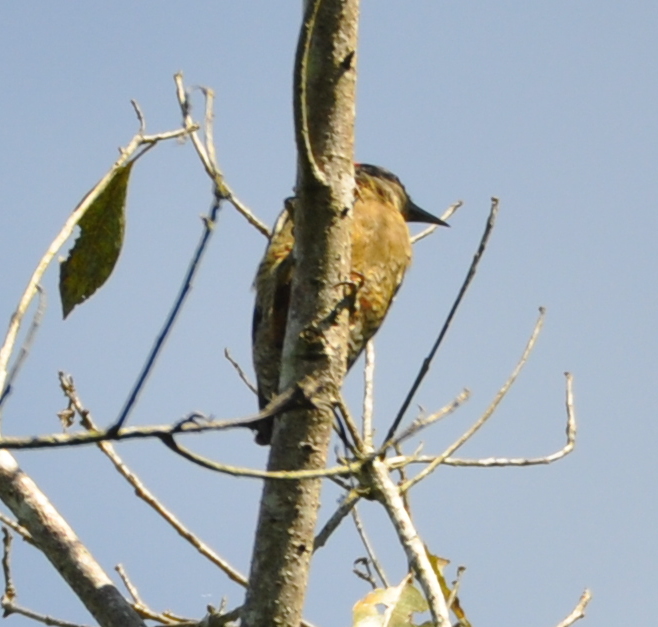 DSC_0002b.JPG