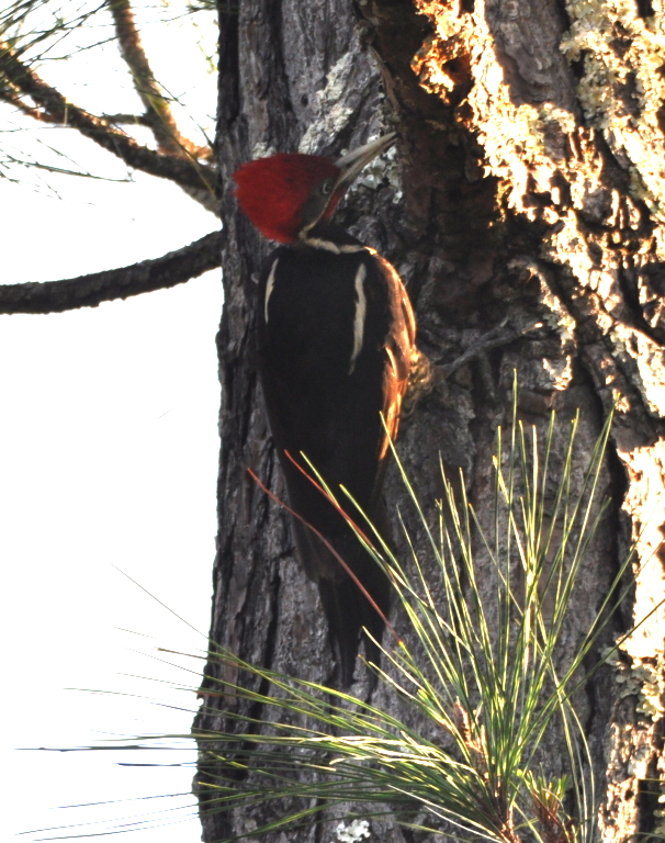 DSC_0125b.JPG
