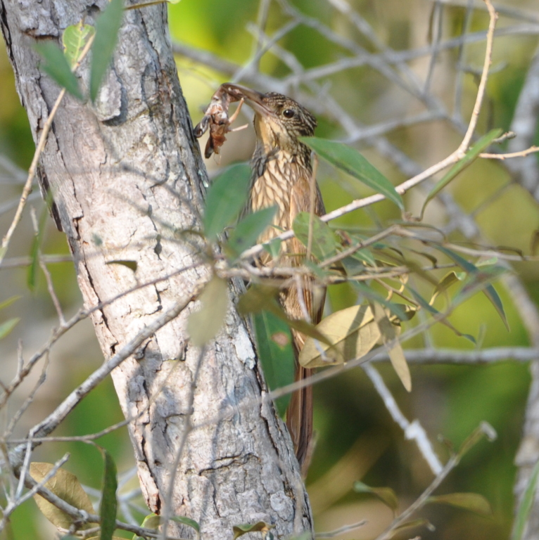 DSC_0307b.JPG