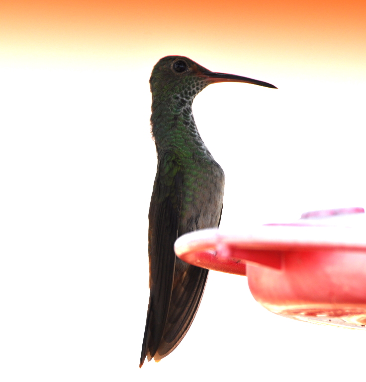 DSC_0406b.JPG