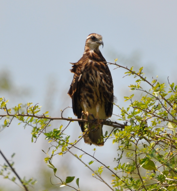 DSC_0467b.JPG