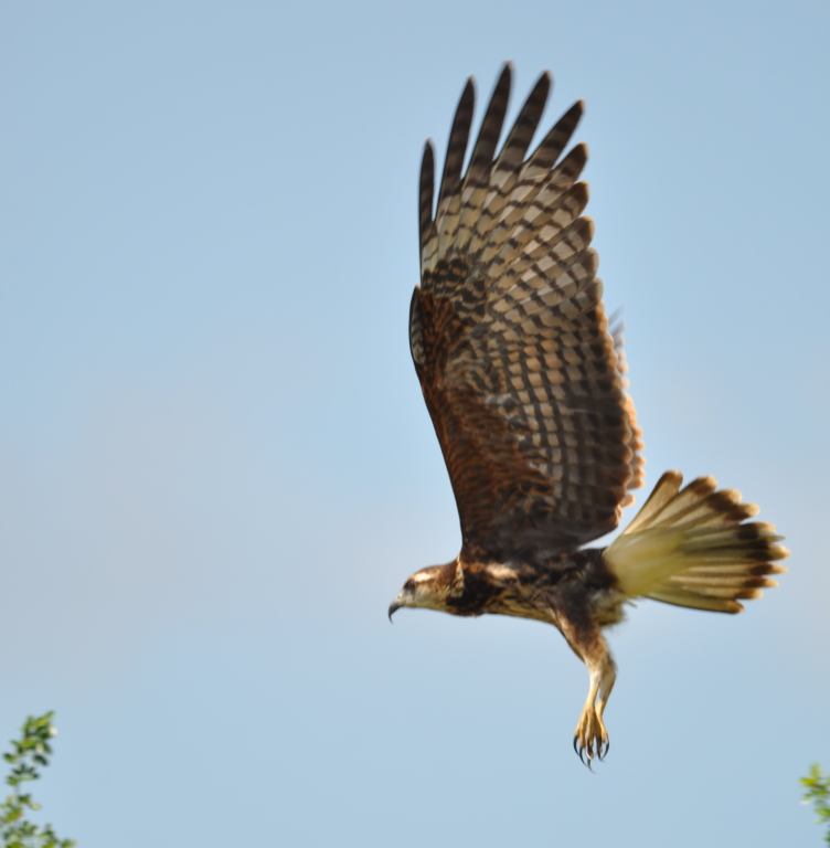 DSC_0492b.JPG