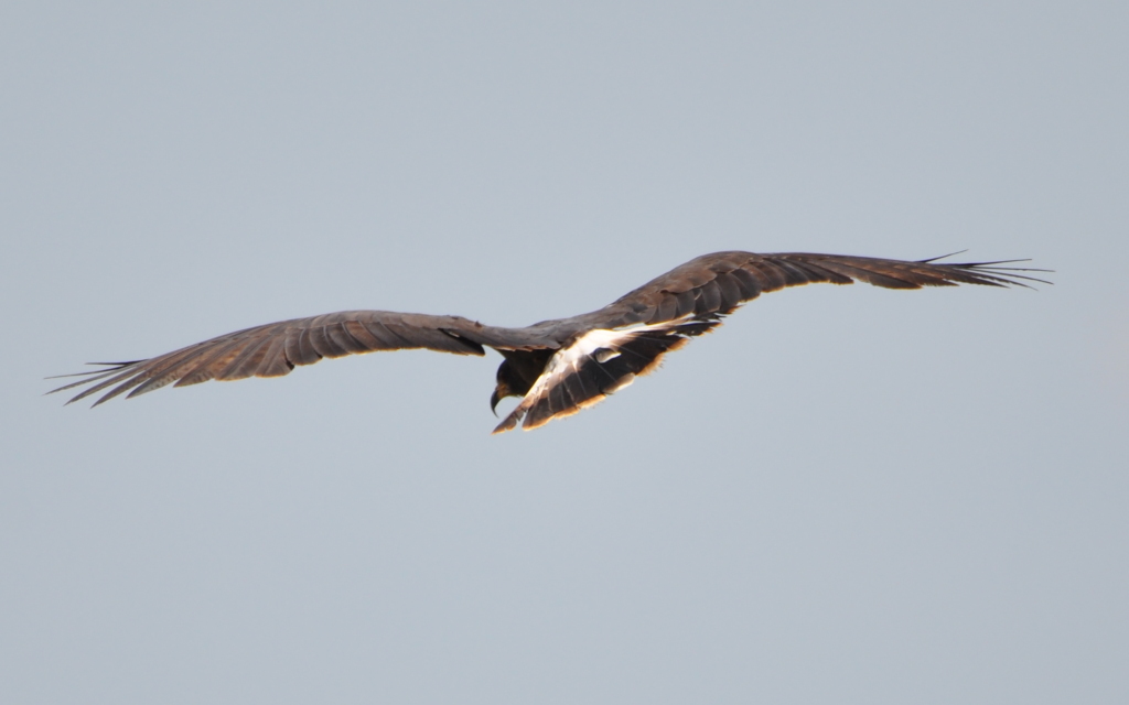 DSC_0523b.JPG