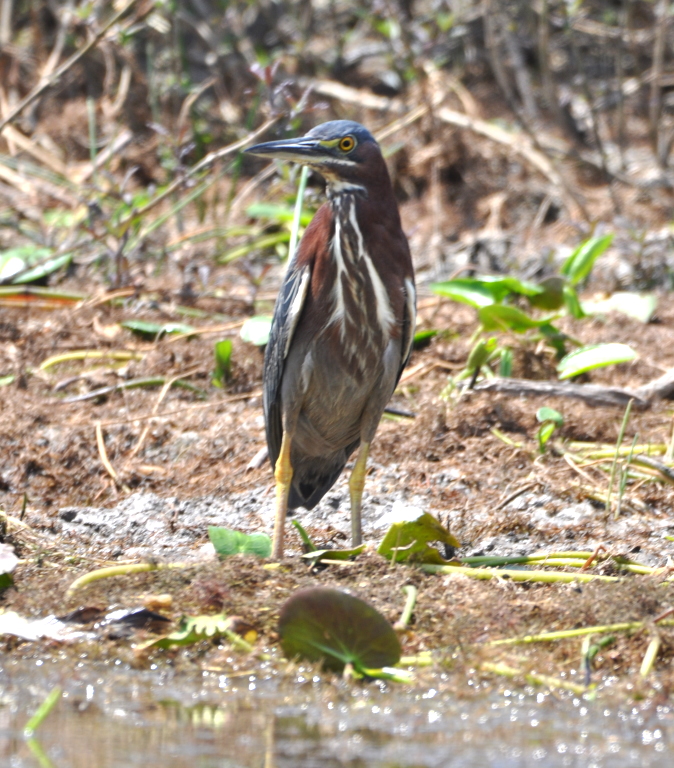 DSC_0674b.JPG