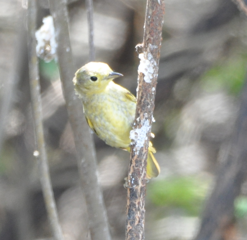 DSC_0725b.JPG
