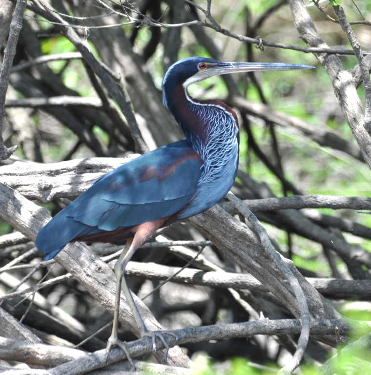 DSC_0140b.JPG