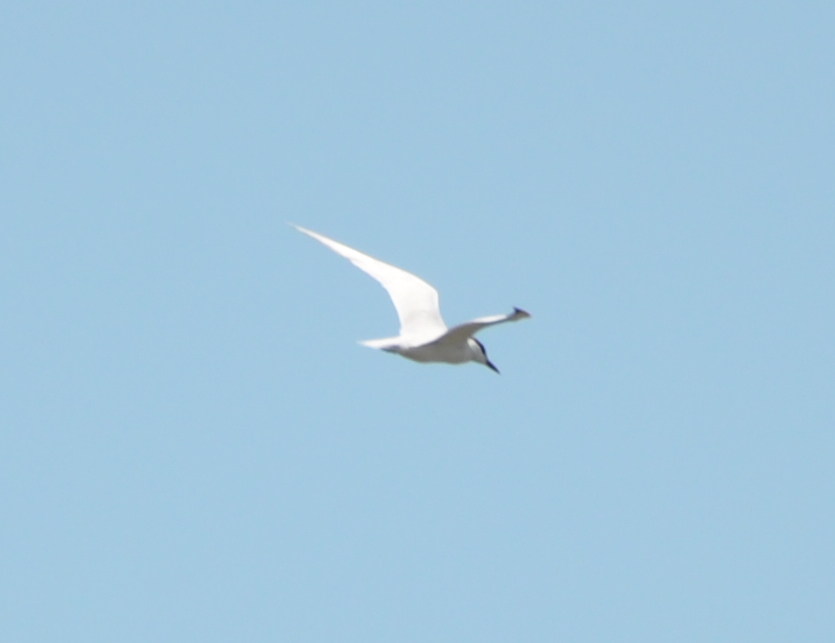 DSC_0270b.JPG