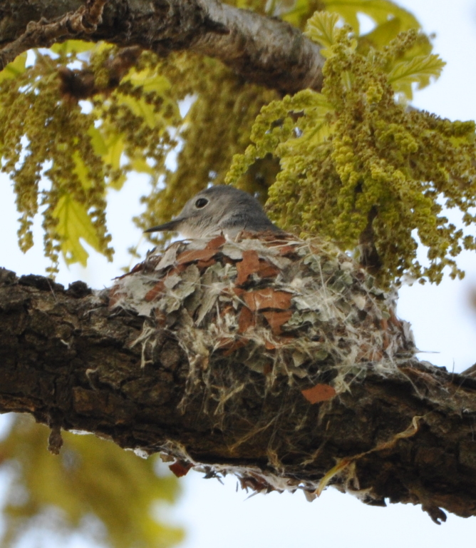 DSC_0444b.JPG