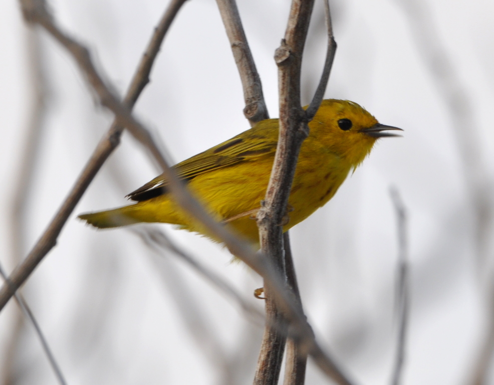 DSC_0349b.JPG