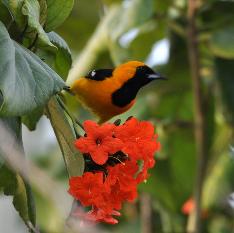 DSC_0364b.JPG