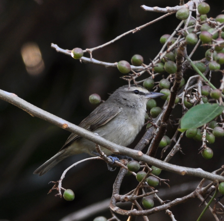 DSC_0487b.JPG