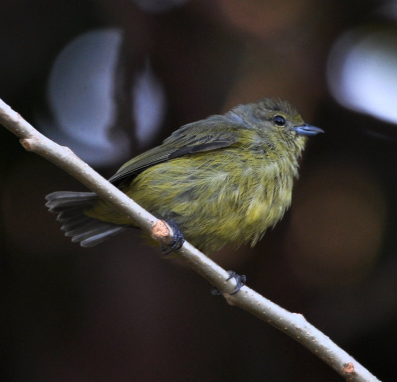 DSC_0522b.JPG